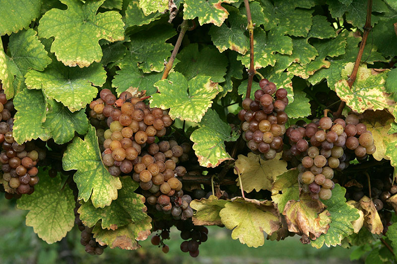 Gewürztraminer