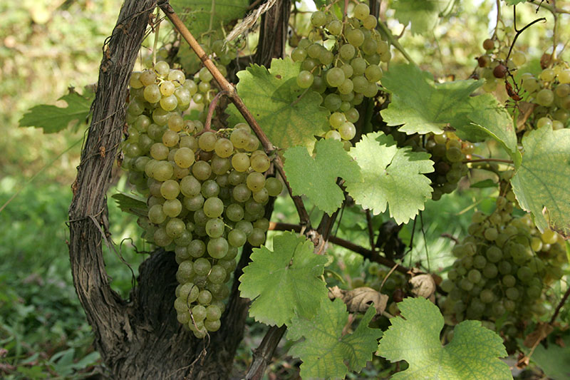 Sauvignon Blanc