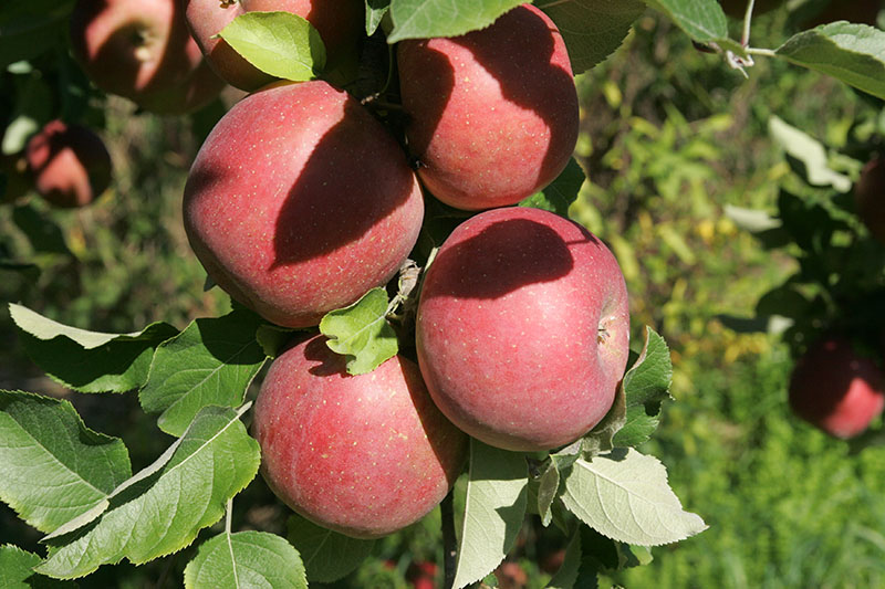 Apples- Cortland — Sun Orchard Apples