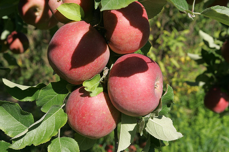 Cortland Apples - Fulkerson Winery - Finger Lakes Winery - Seneca